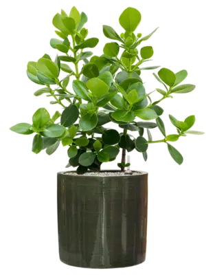 Soil (Vulkastrat)