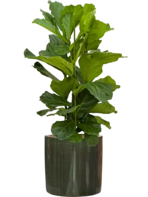 Hydroculture