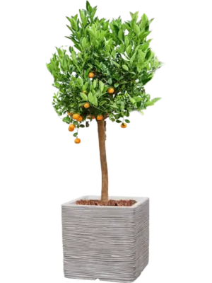 Soil outdoor with Bark