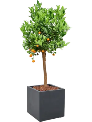 Soil outdoor with Bark