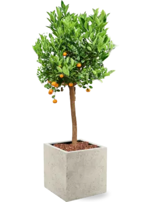 Soil outdoor with Bark