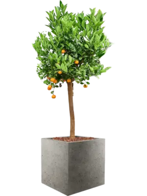 Soil outdoor with Bark