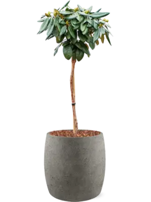 Soil outdoor with Bark