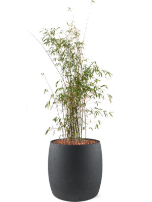 Soil outdoor with Bark
