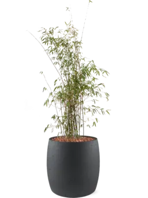 Soil outdoor with Bark