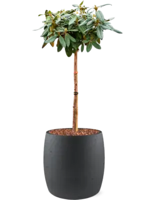 Soil outdoor with Bark