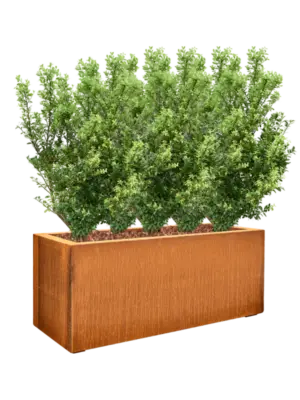 Soil outdoor with Bark
