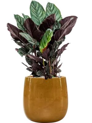 Soil (Vulkastrat)