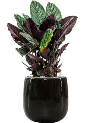 Soil (Vulkastrat)