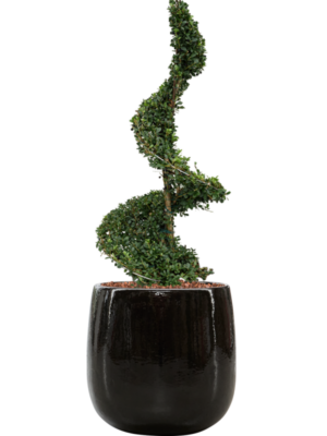 Soil outdoor with Bark