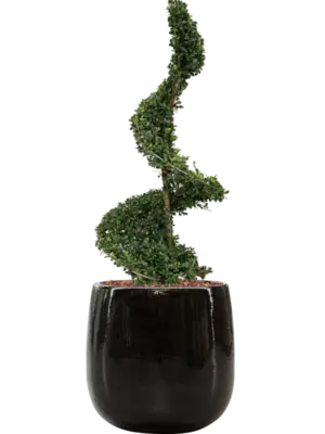 Soil outdoor with Bark