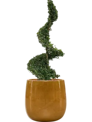 Soil outdoor with Bark