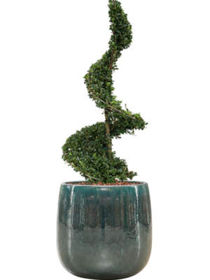 Soil outdoor with Bark