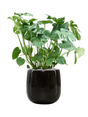 Soil (Vulkastrat)