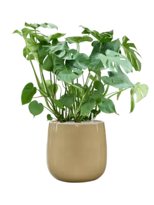 Soil (Vulkastrat)