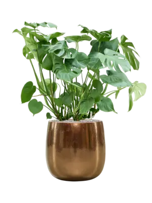 Soil (Vulkastrat)