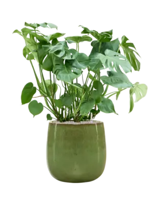 Soil (Vulkastrat)