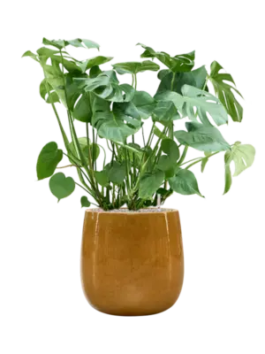 Soil (Vulkastrat)