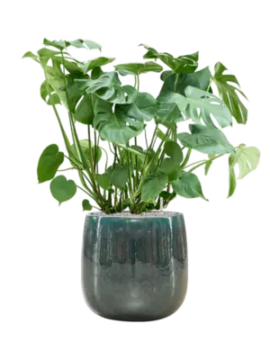 Soil (Vulkastrat)