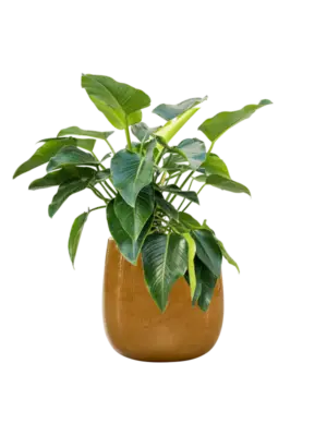 Soil (Vulkastrat)