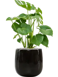 Monstera