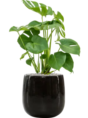 Soil (Vulkastrat)