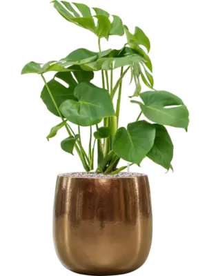 Soil (Vulkastrat)
