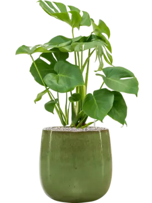 Soil (Vulkastrat)
