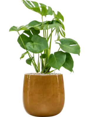 Soil (Vulkastrat)