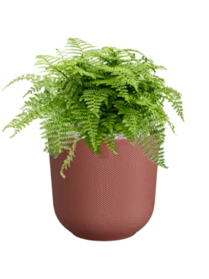 Soil (Vulkastrat)