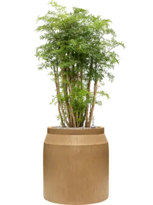 Soil (Vulkastrat)