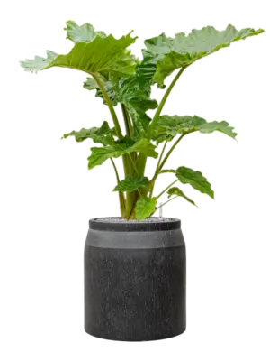 Soil (Vulkastrat)