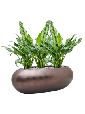 Soil (Vulkastrat)
