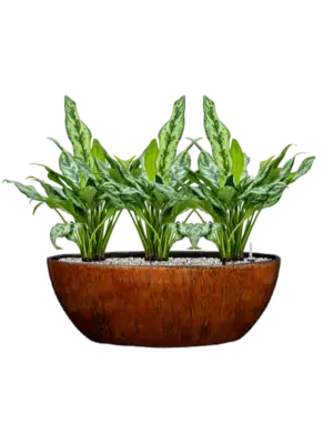 Soil (Vulkastrat)
