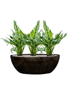 Soil (Vulkastrat)