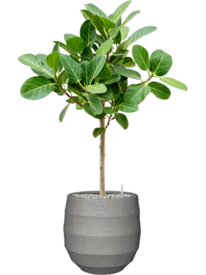 Luca Lifestyle Soil (Vulkastrat)