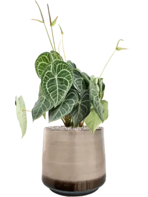 Soil (Vulkastrat)