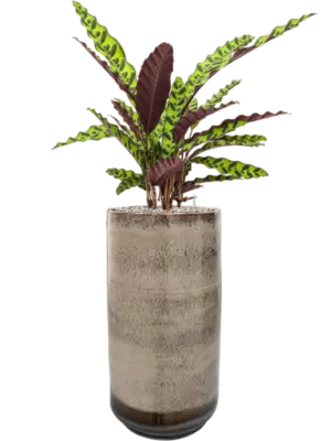 Soil (Vulkastrat)