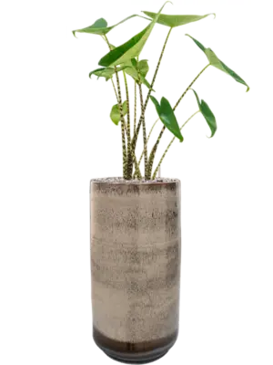 Soil (Vulkastrat)
