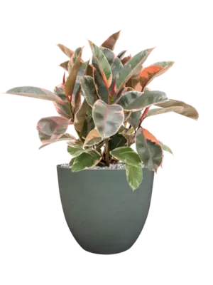 Soil (Vulkastrat)