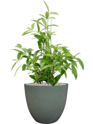 Soil (Vulkastrat)
