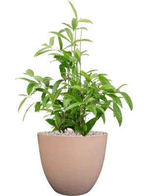 Soil (Vulkastrat)
