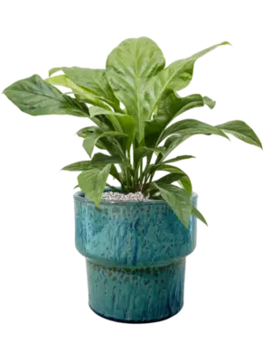 Soil (Vulkastrat)