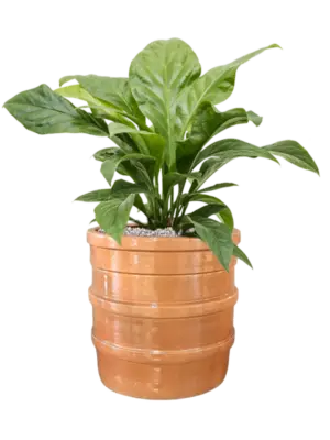 Soil (Vulkastrat)