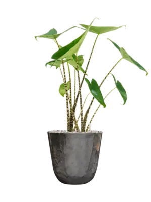 Soil (Vulkastrat)