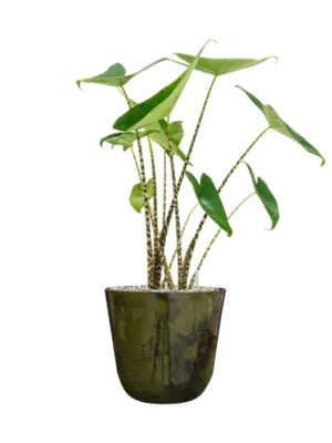 Soil (Vulkastrat)