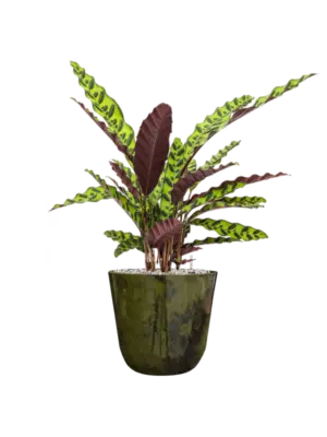 Soil (Vulkastrat)