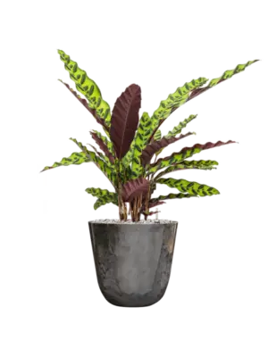 Soil (Vulkastrat)