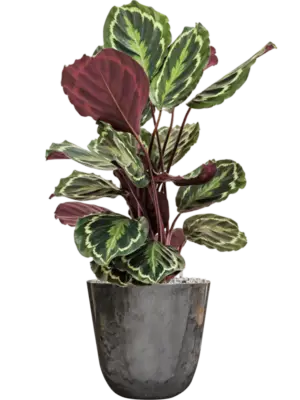 Soil (Vulkastrat)