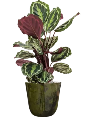 Soil (Vulkastrat)
